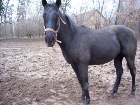 allatok_132.jpg